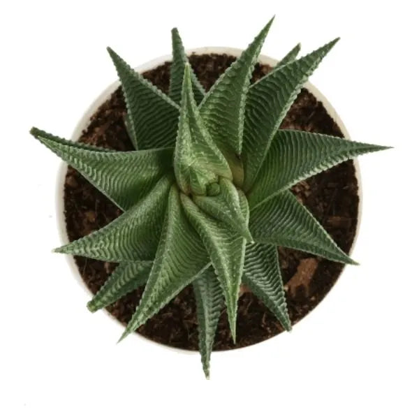 This is an image of Aloe Vera Star Indoor Succulent Plant planted in a pot kept against white color background.