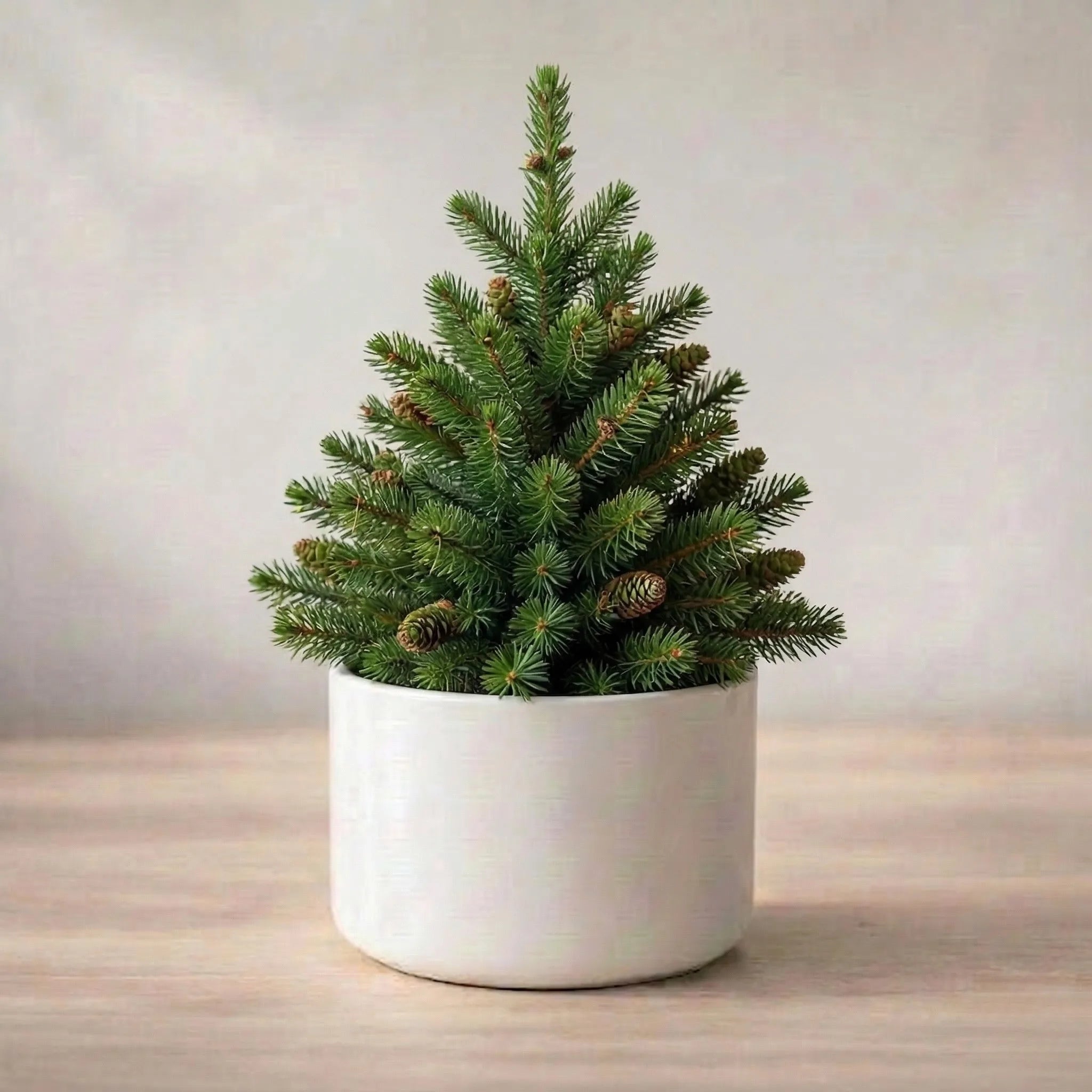 Potted plant on a wooden surface with a neutral background
