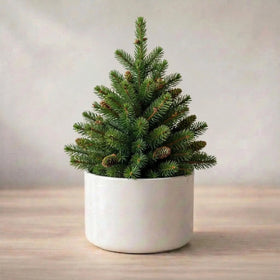 Christmas Tree Plant Sapling (1pc)