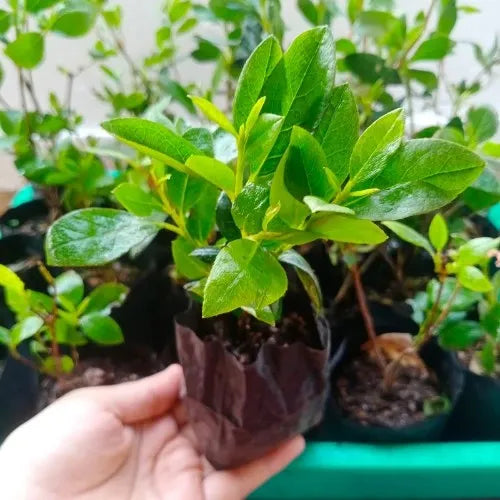Azalea Flower Plant Sapling (1pc)