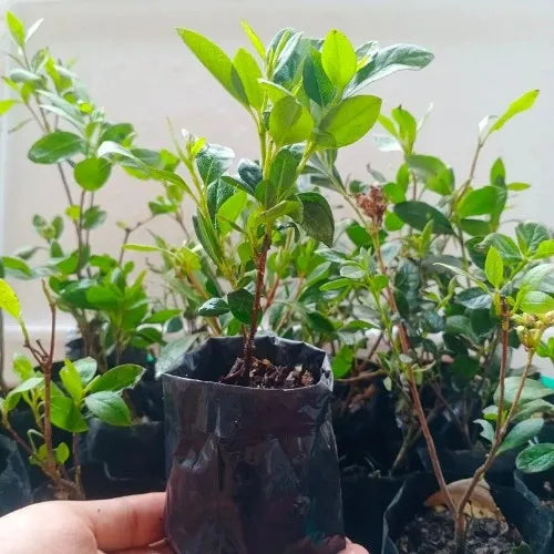Azalea Flower Plant Sapling (1pc)