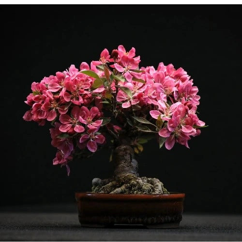 Azalea Flower Plant Sapling (1pc)