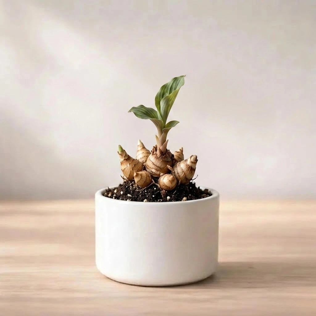Kaempferia Bulb (1pc)