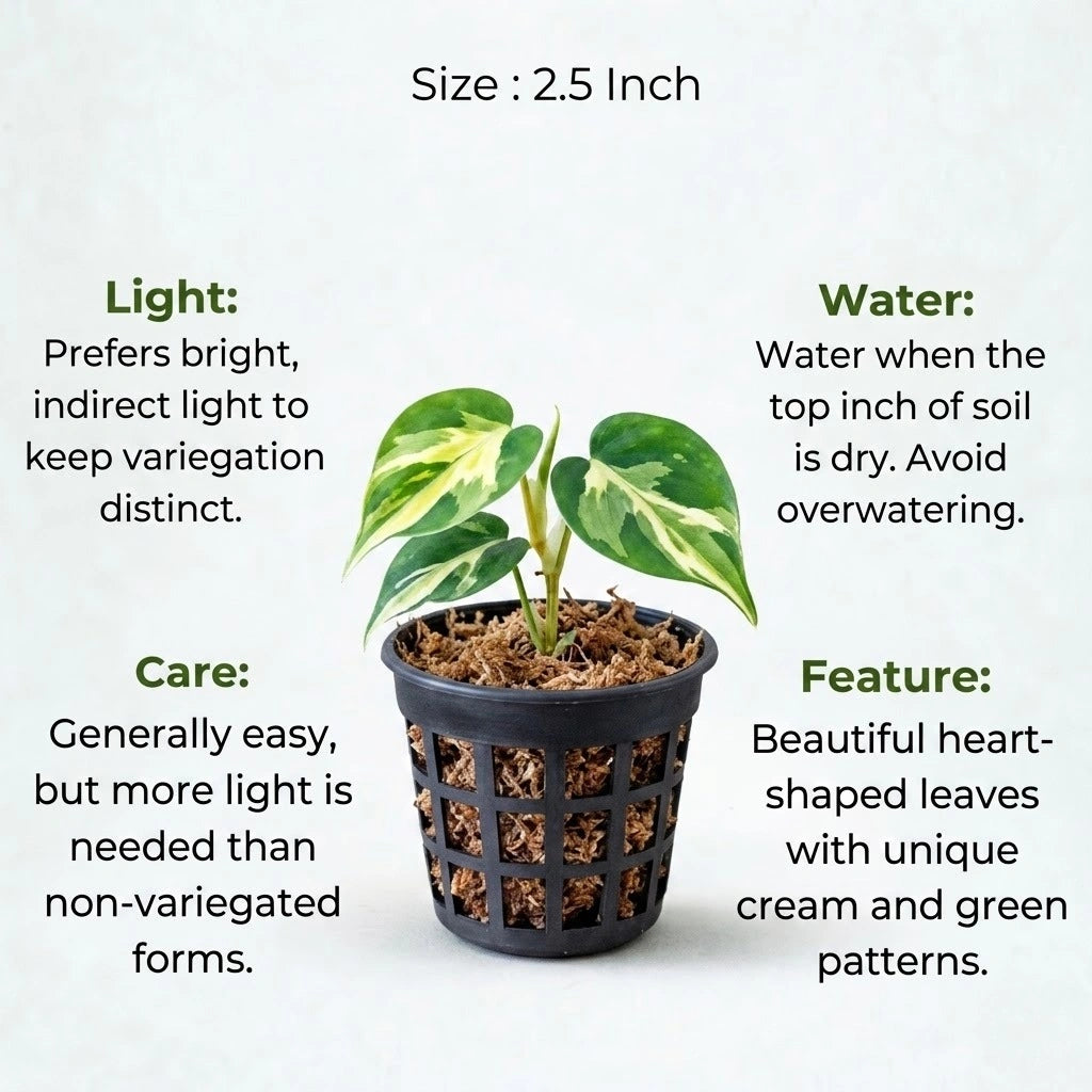 philodendron oxycardium care Buy Philodendron Oxycardium Variegated Plant Sapling (1pc) | Only Rs.79/-
