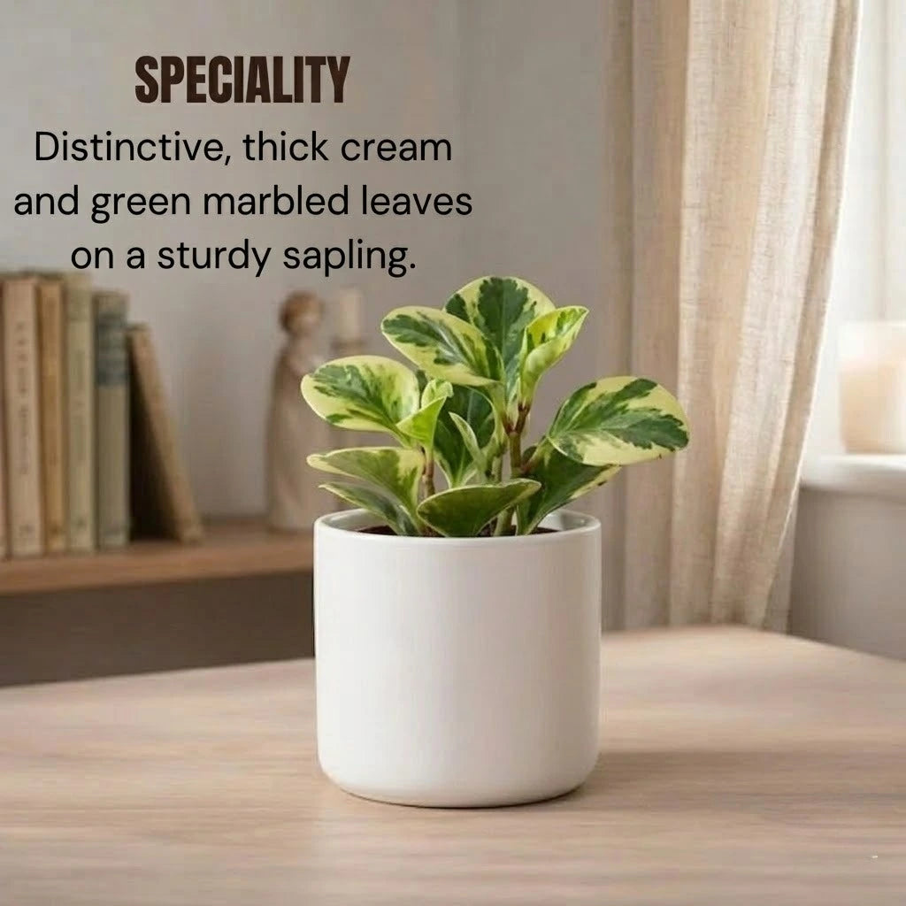 Peperomia Obtusifolia Variegated Sapling (1pc)