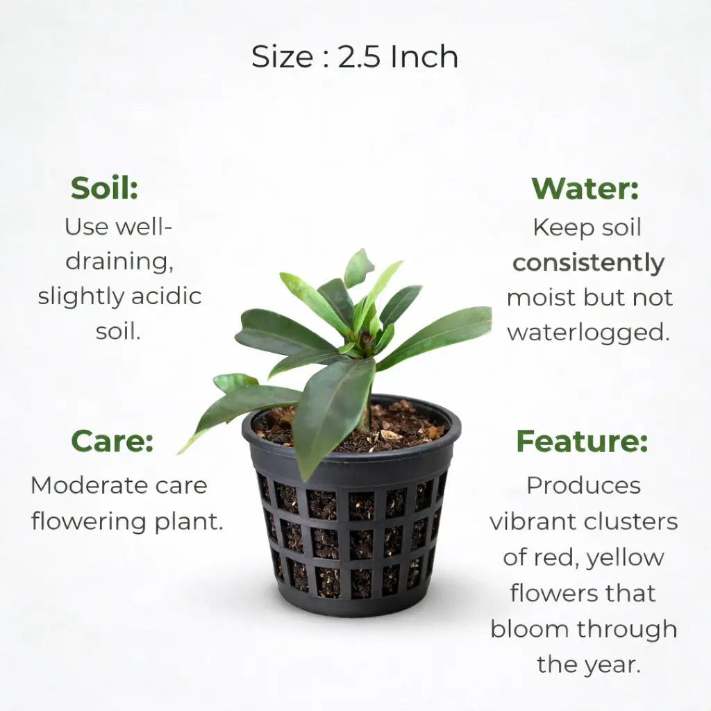 A plant in black net pot on a white background with certain details