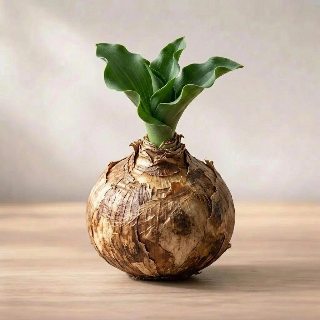 Football Lily Bulb(1pc)