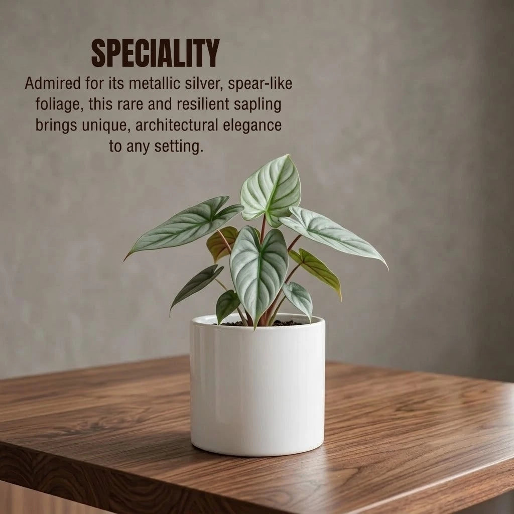Philodendron Silver Sword Hastatum Plant Sapling(1Pc)