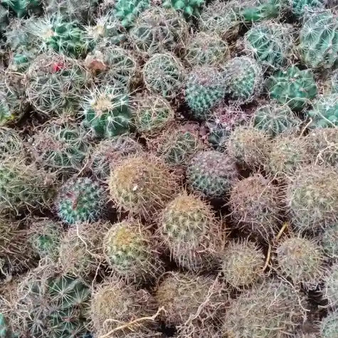 Barrel Cactus Sapling (1pc)