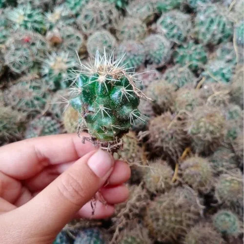 Barrel Cactus Sapling (1pc)