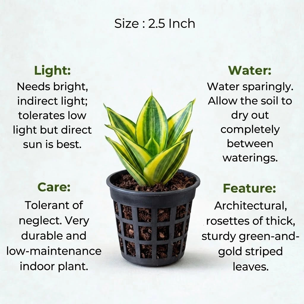 variegated sansevieria care Buy Variegated Sansevieria Golden Plant (1pc) | Only Rs.119/-