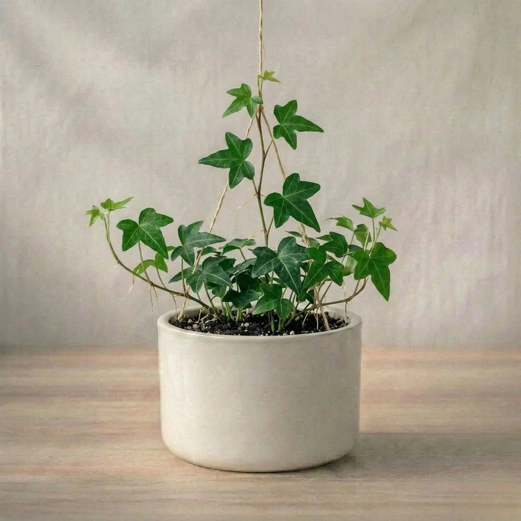 Potted plant with green leaves on a wooden surface and beige background