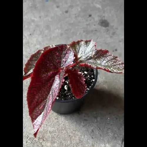 Begonia Don Miller Plant Sapling (1pc)