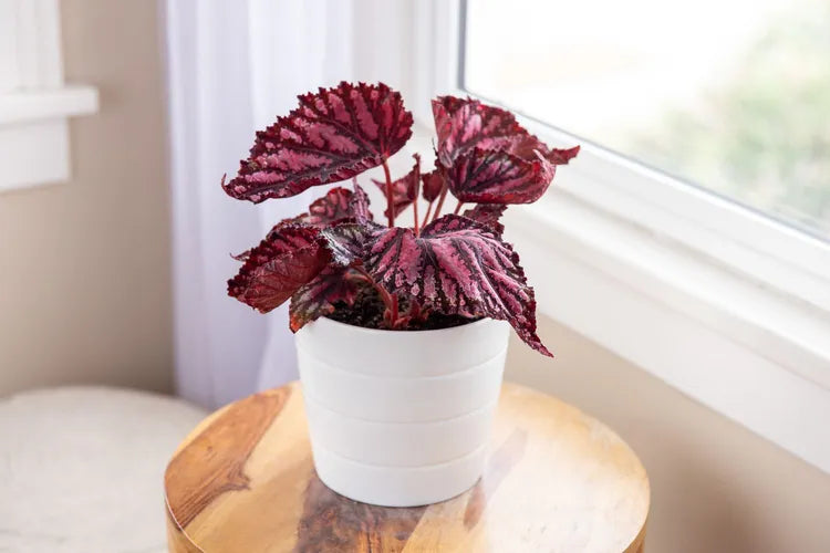 Begonia Don Miller Plant Sapling planted in white pot