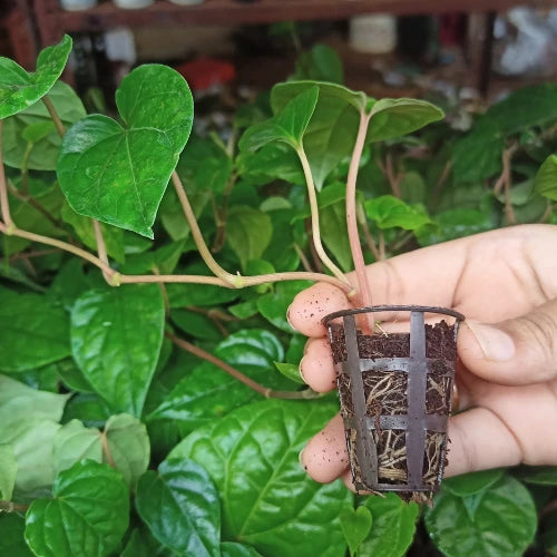 Betel Paan Sapling (1pc)
