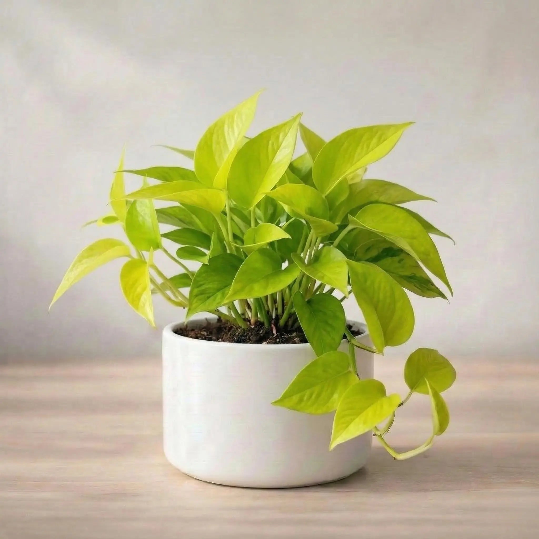 Potted plant with green leaves on a wooden surface with a light background