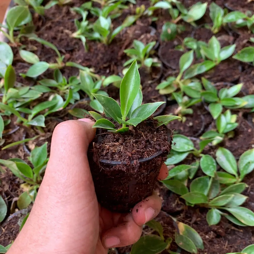 Hand holding a small plant with soil, surrounded by more plants in the background.