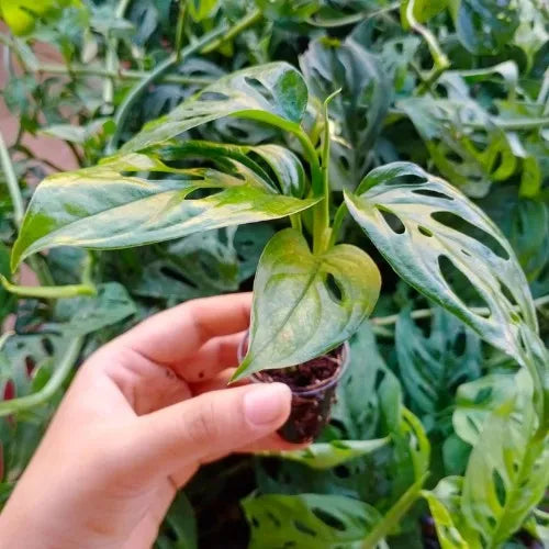 Monstera Broken Heart Plant Sapling (1pc)