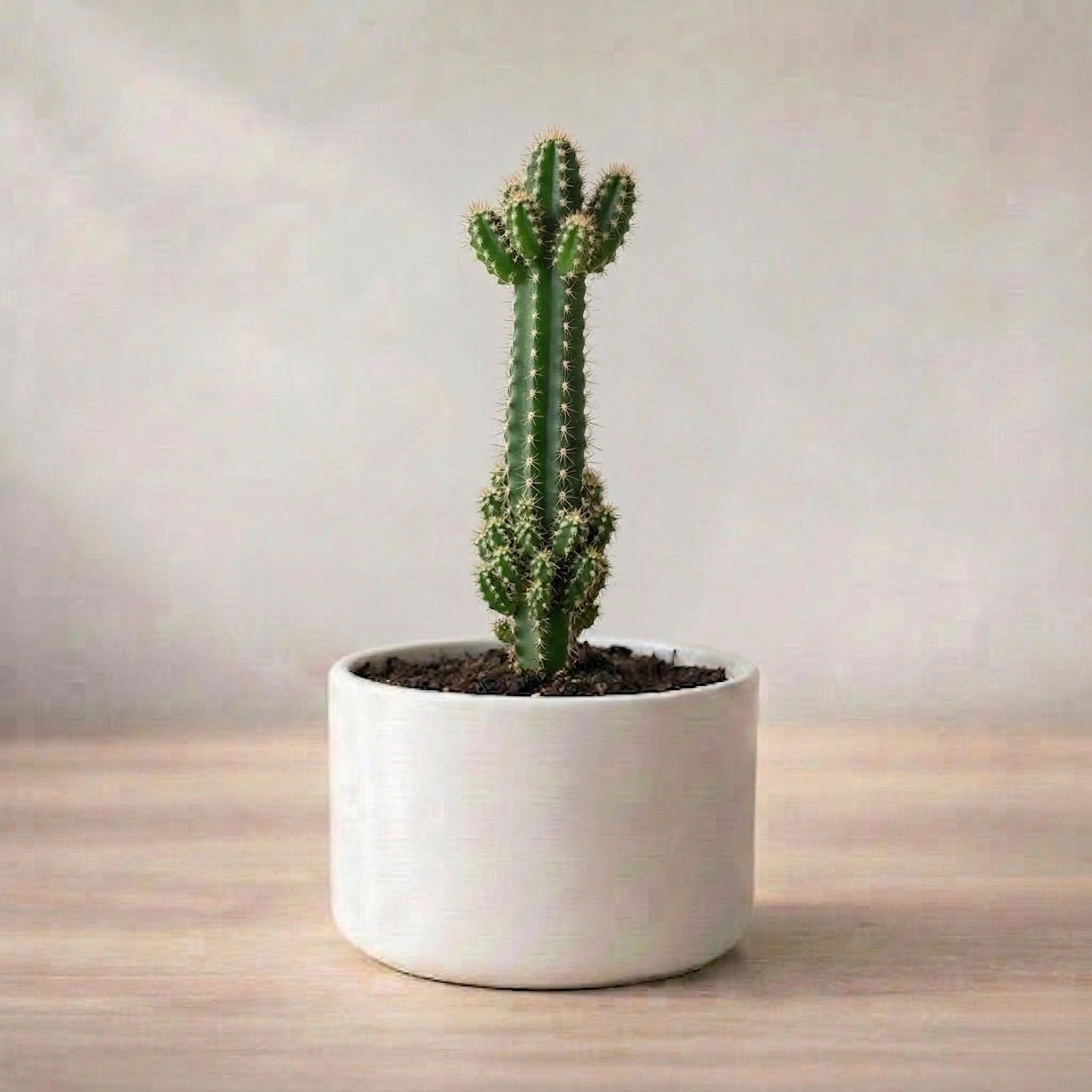 Potted plant on a wooden surface with a neutral background