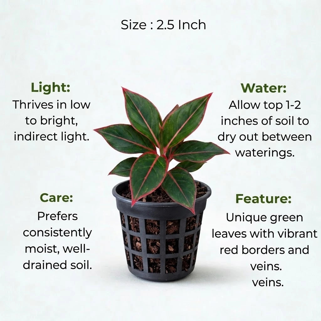 Aglaonema Lipstick Plant Sapling (1pc)
