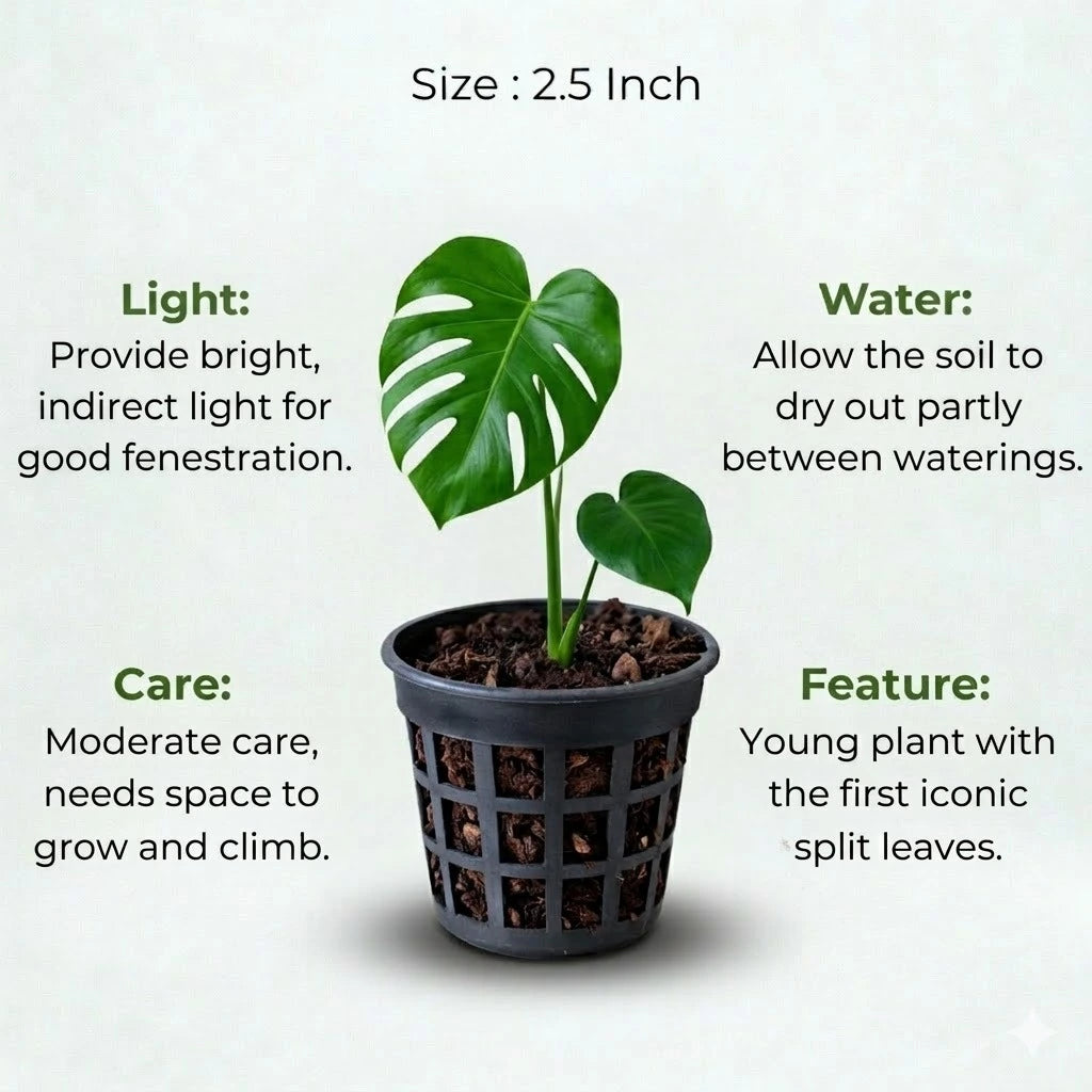 black monstera for sale Buy Monstera Deliciosa Plant Sapling (1pc) | Only Rs.199/-