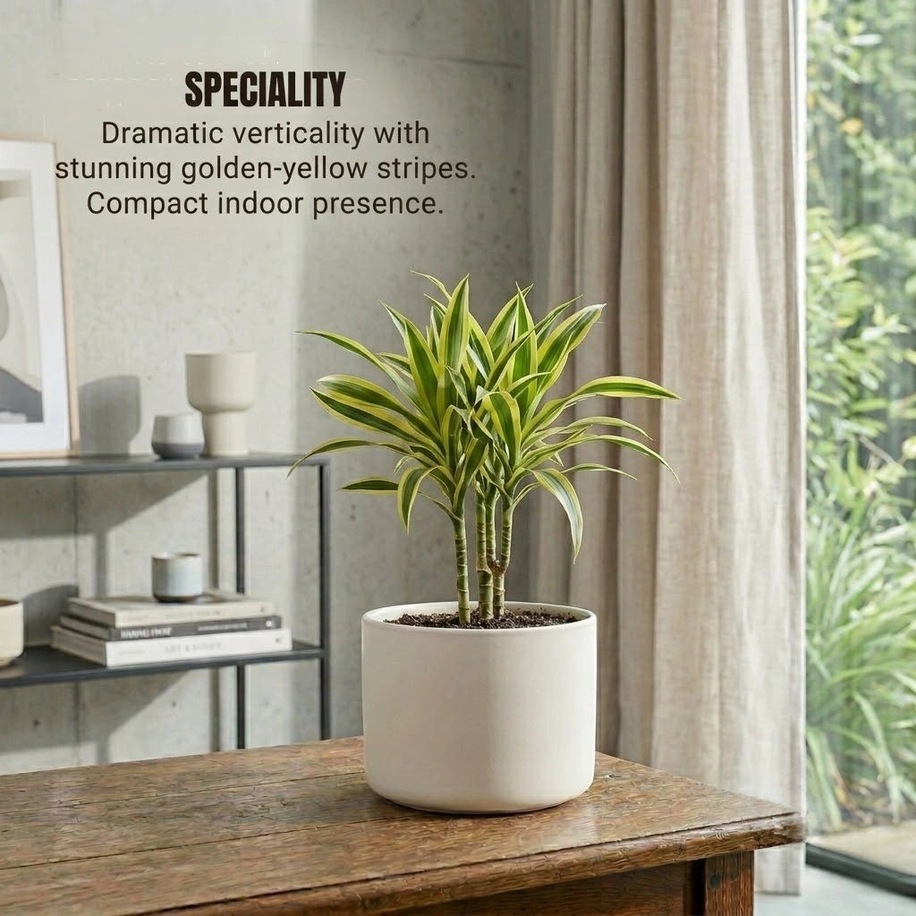 dracaena golden dragon Buy Dracaena Golden Dragon Plant Sapling (1pc) | Only Rs.69/-
