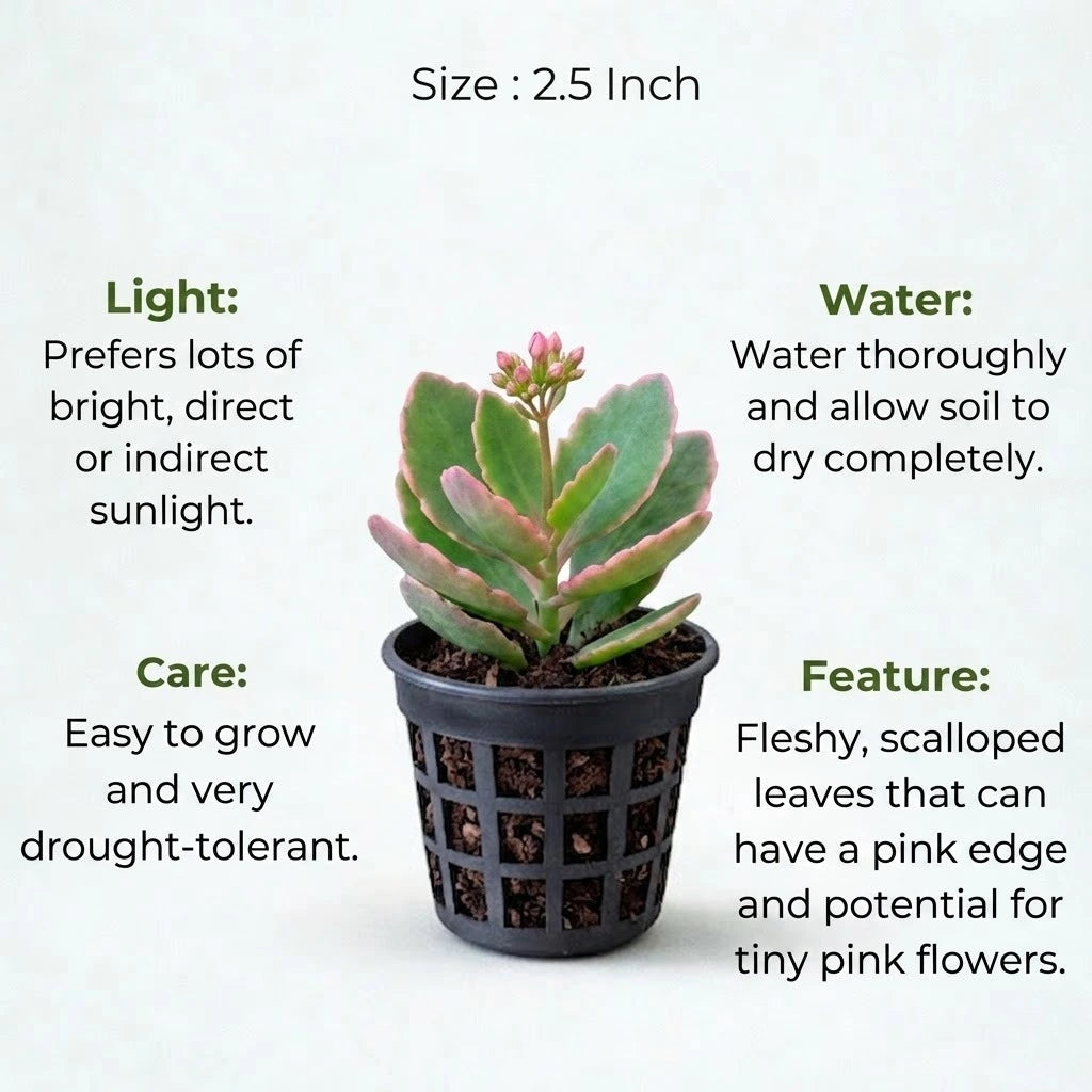 Pink Kalanchoe Succulent Sapling (1pc)