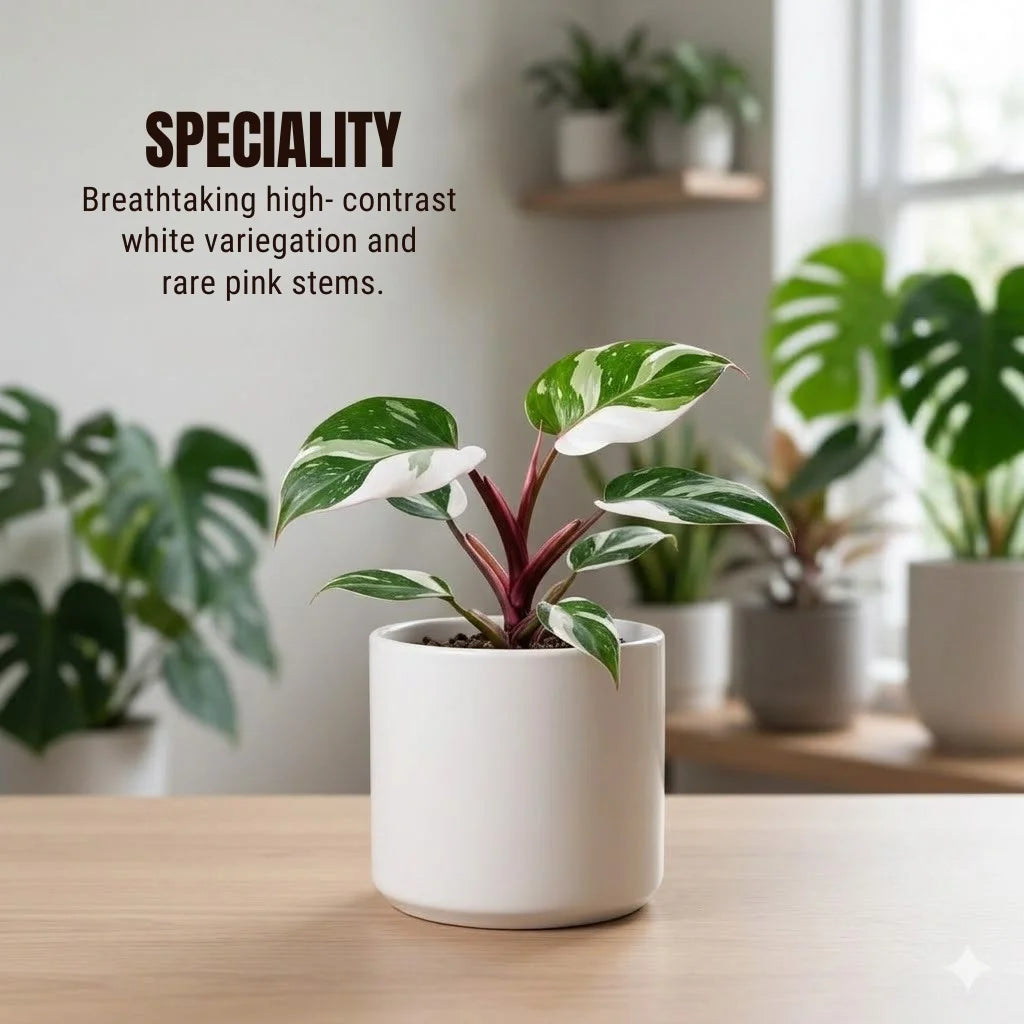 buy philodendron online Buy Philodendron White Princess Plant Sapling (1pc) | Only Rs.169/-
