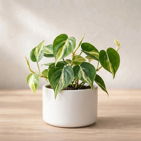 Philodendron Oxycardium Variegated Plant Sapling (1pc)