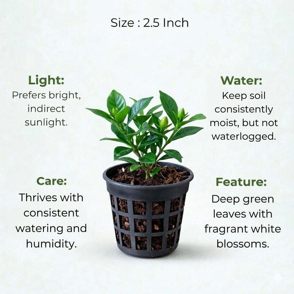 A plant in black net pot on a white background with certain details