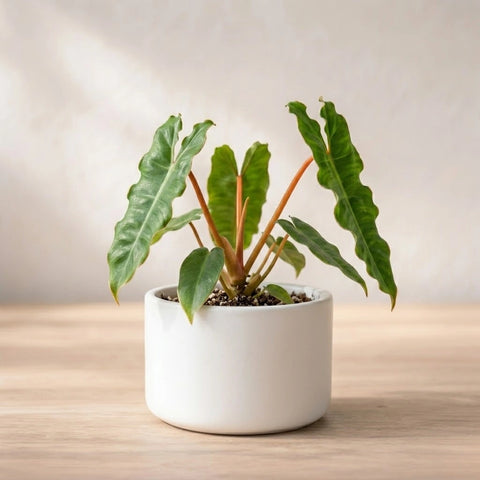 Philodendron Billietiae Plant Sapling (1pc)