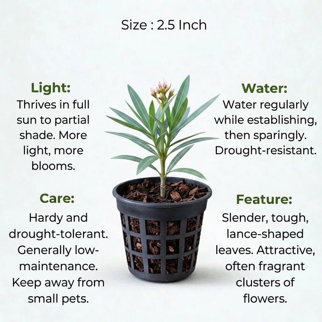 Kaner, Nerium Oleander Plant Sapling (1pc)