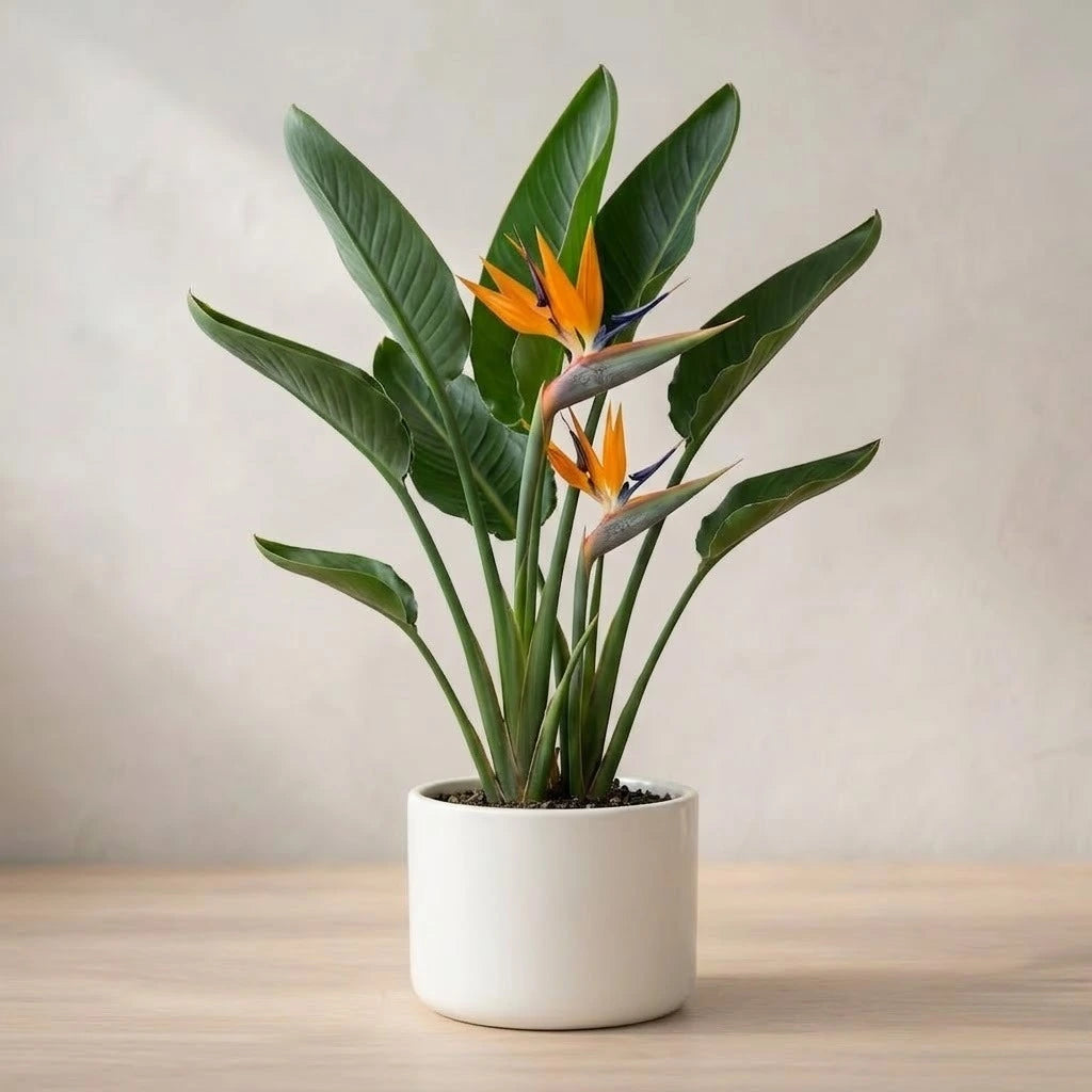 Bird of Paradise Plant Sapling (1pc)