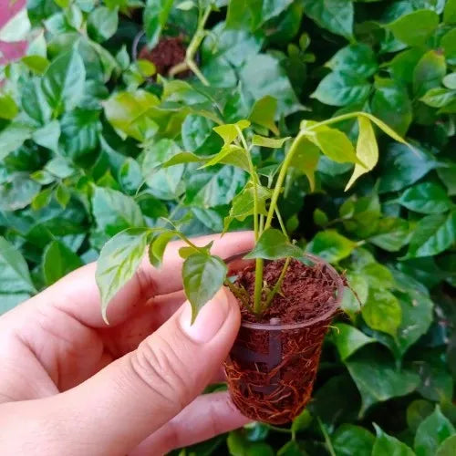 China Doll Plant Sapling (1Pc)