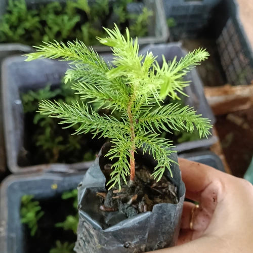 Christmas Tree Plant Sapling (1pc)