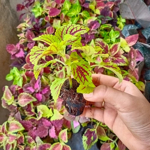 Coleus Plant Sapling (1pc)