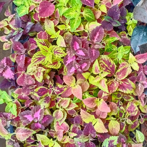 Coleus Plant Sapling (1pc)