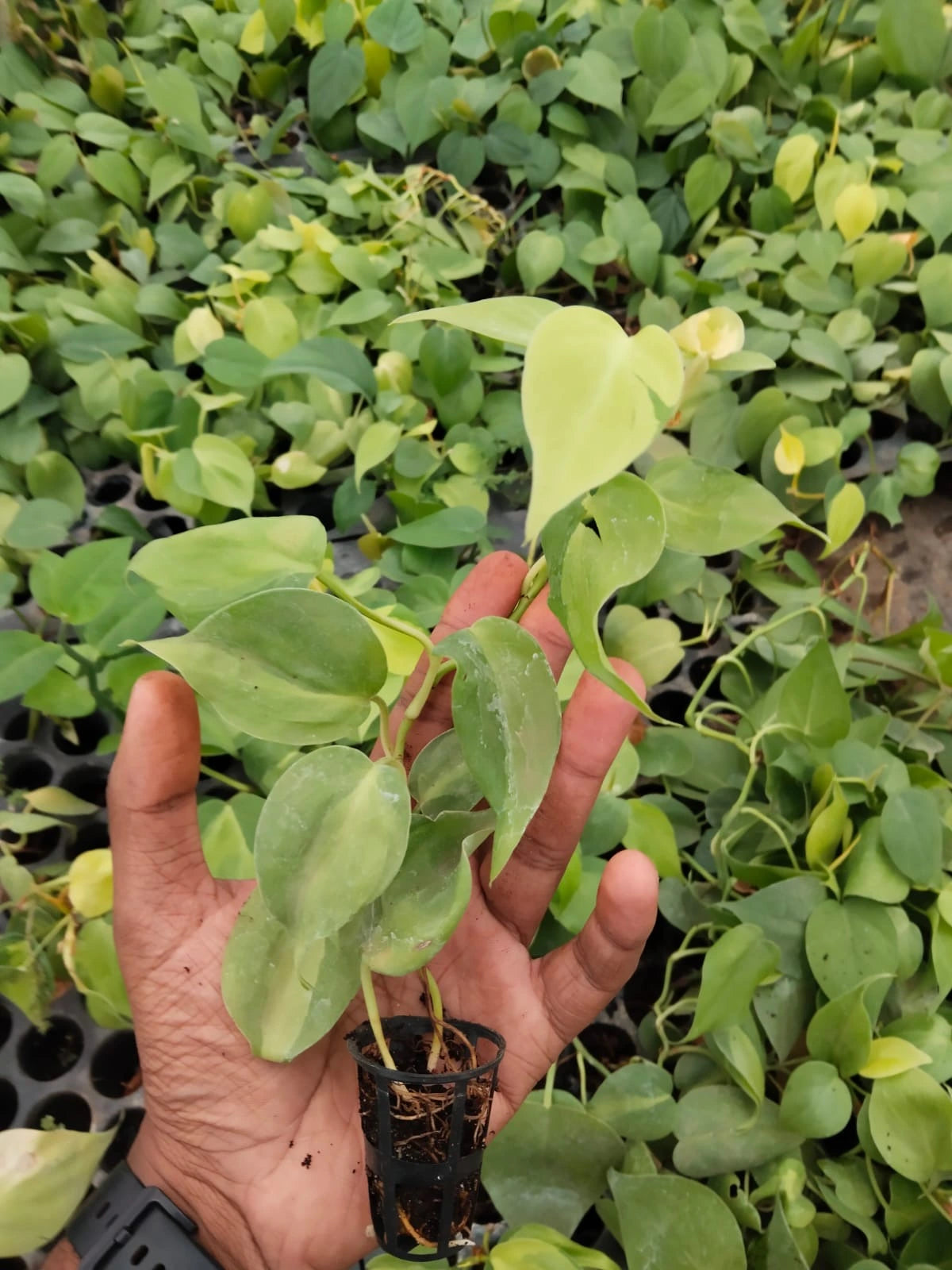 Philodendron Heart Leaf Plant Sapling (1pc)