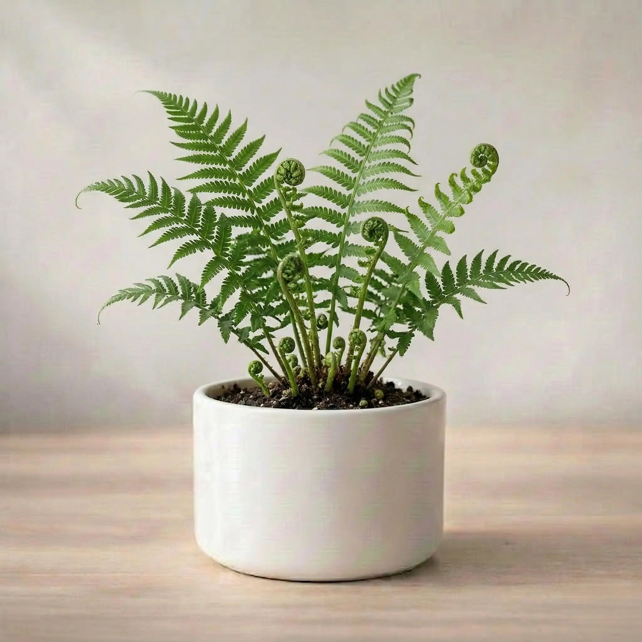 Potted plant on a wooden surface with a neutral background