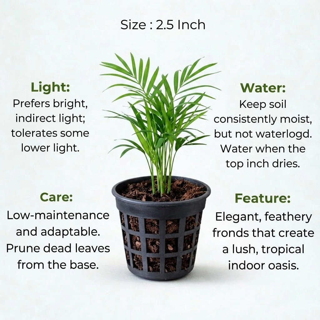 areca palm in tamil Buy Areca Palm Saplings | Only Rs.79/-