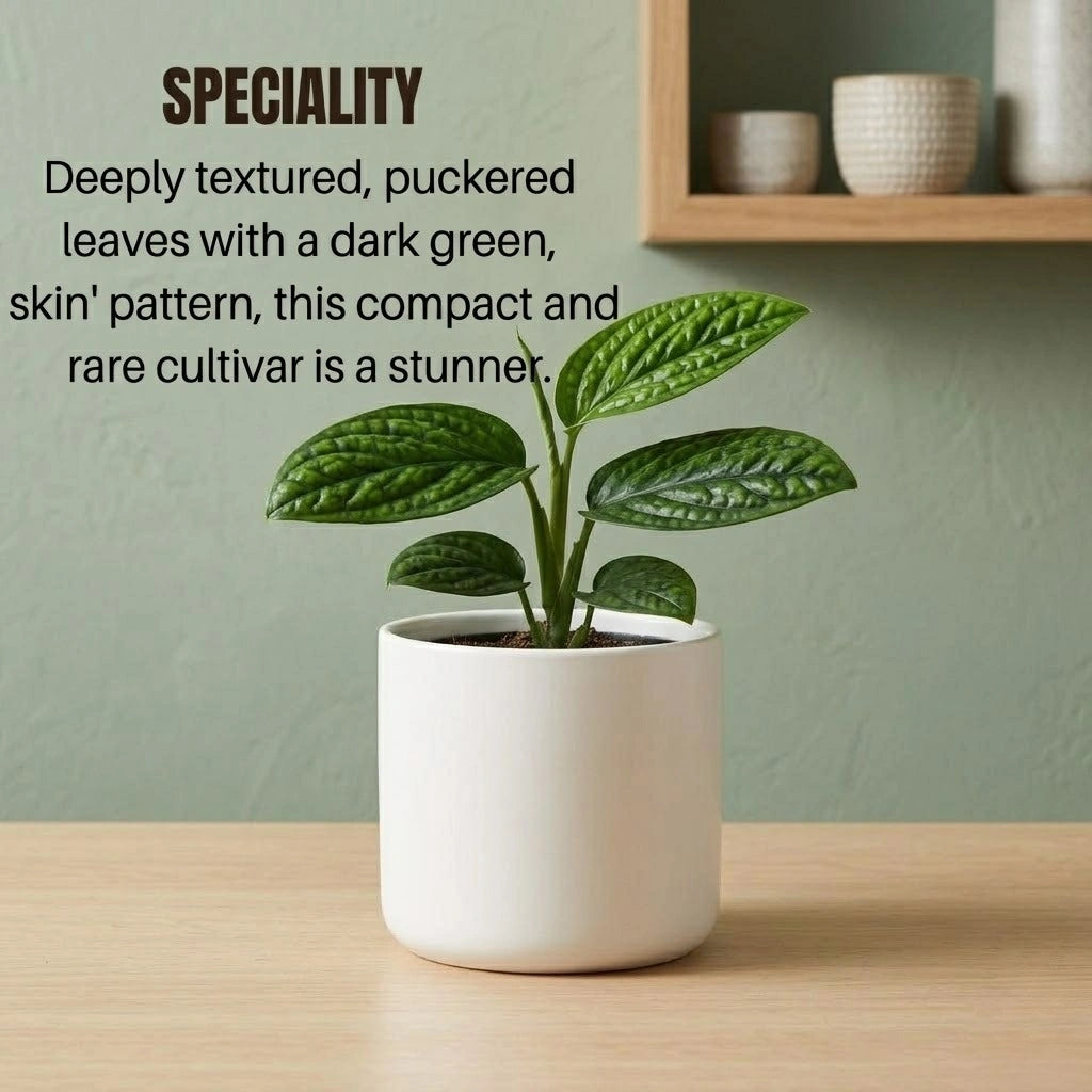 Monstera Peru Plant Sapling (1pc)