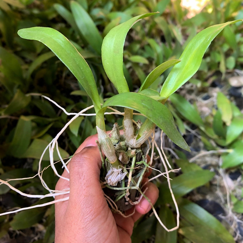 Hand holding a small orchid plant with roots and leaves