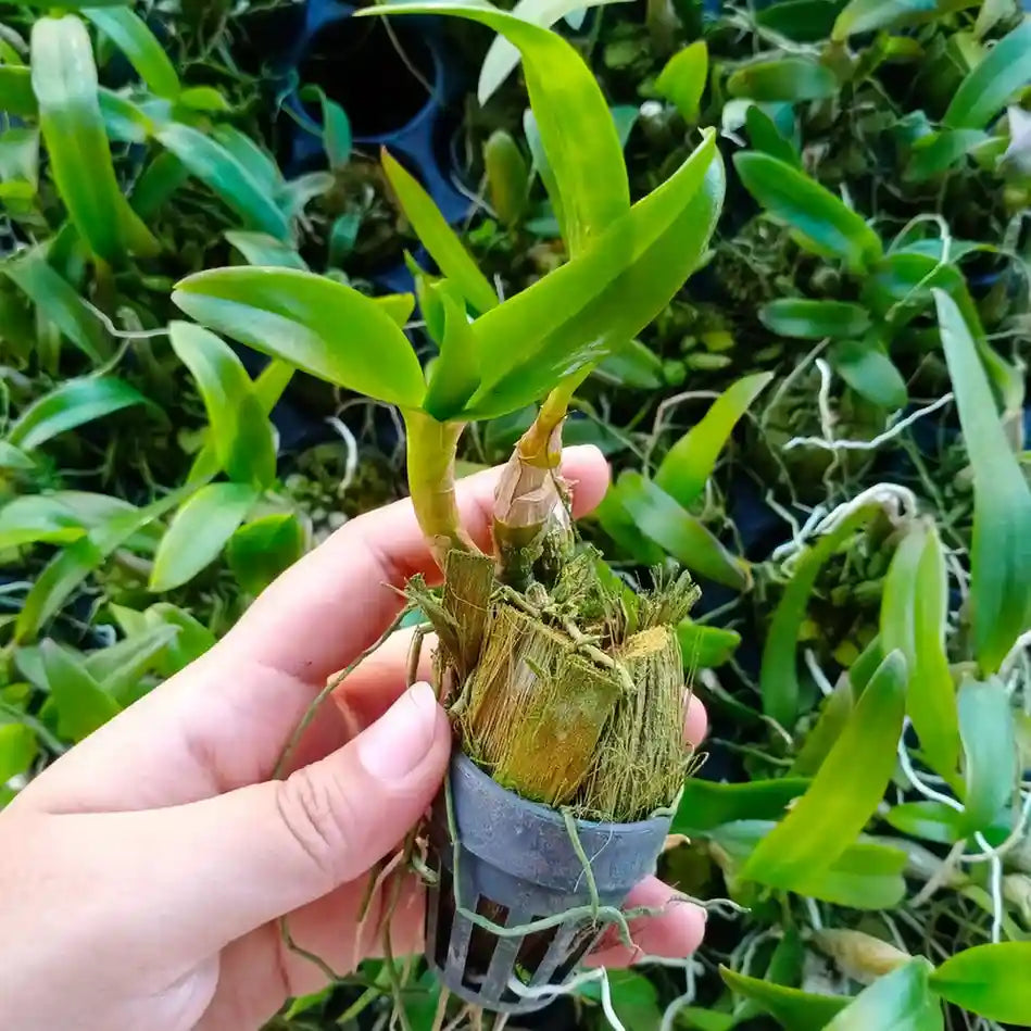 Dendrobium Orchid Plant Sapling (1pc)