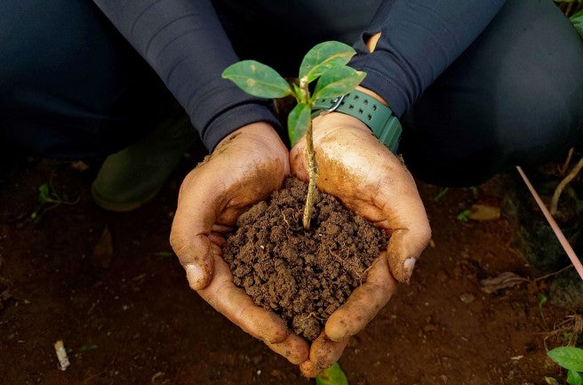 Donate for Planting Trees