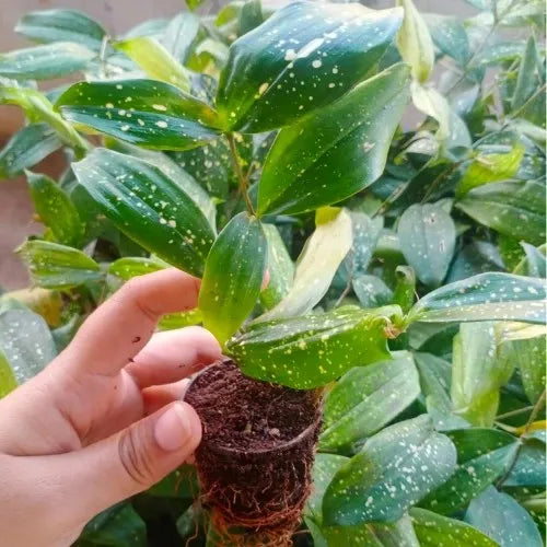 Dracaena Gold Dust Plant Sapling(1pc)