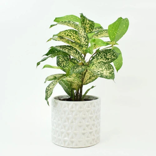 Dracaena Gold Dust Plant Sapling planted in a white pot