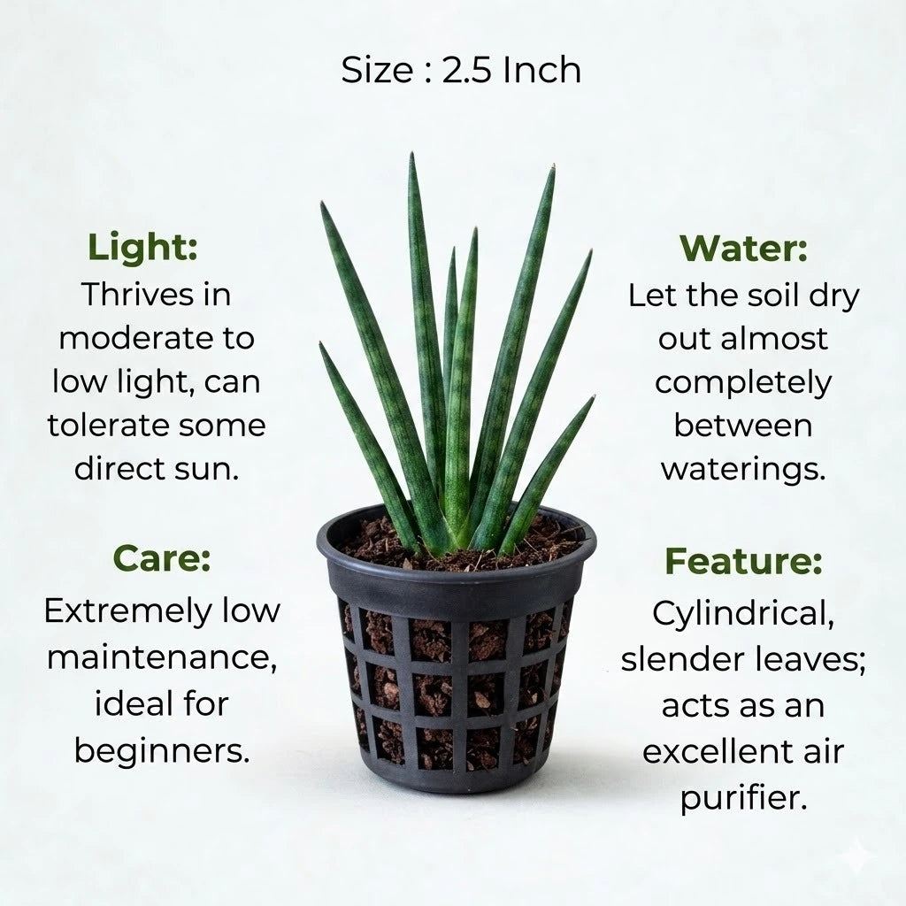 sansevieria bacularis mikado snake plant Buy Sansevieria Bacularis Mikado Plant Sapling (1pc) | Only Rs.79/-