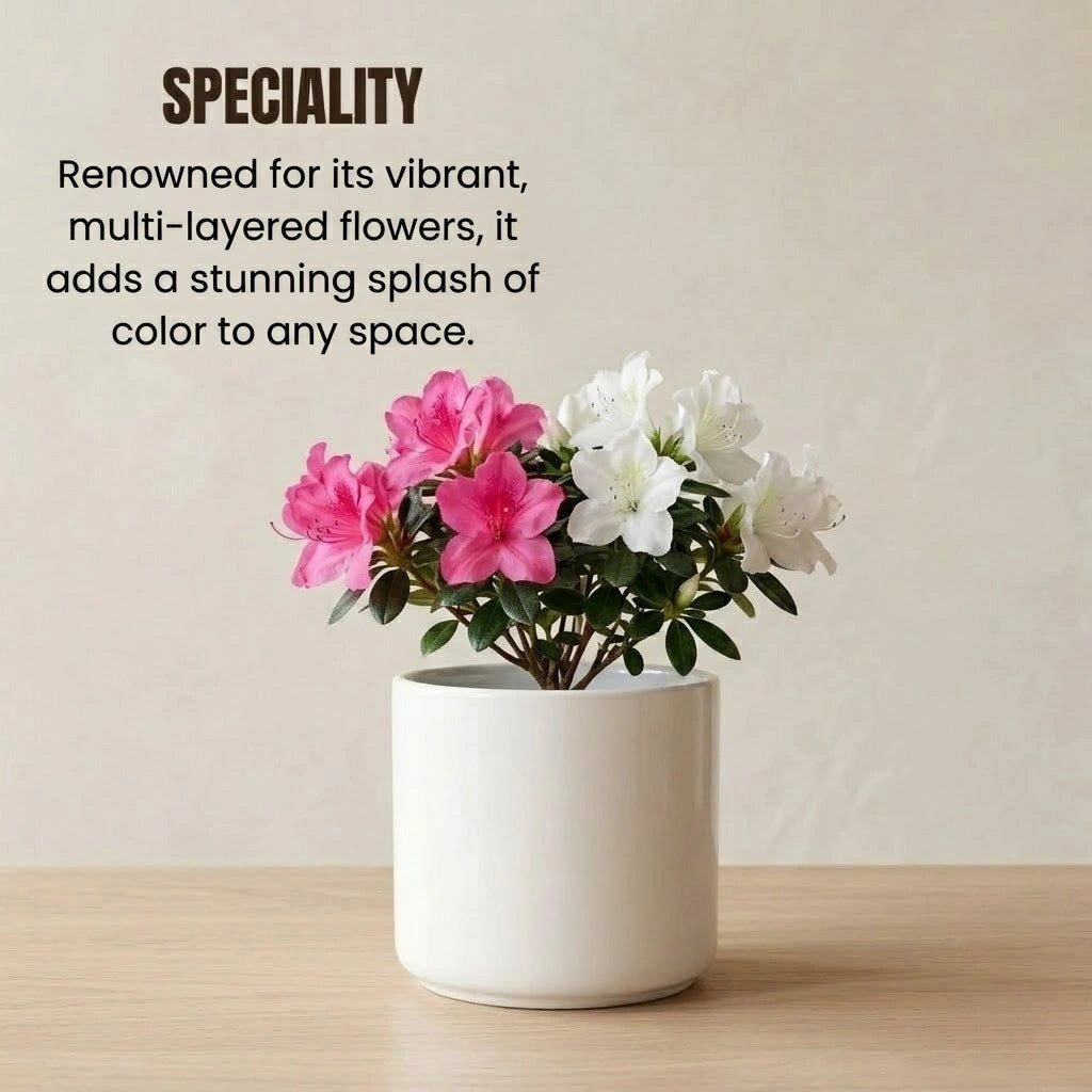 Azalea Flower Plant Sapling (1pc)