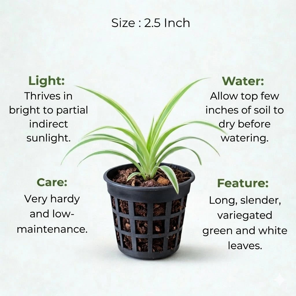 spider plant care in hindi Buy Spider Plant Sapling (1pc) | Only Rs.79/-
