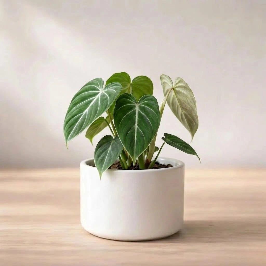 Philodendron Gloriosum Plant Sapling (1Pc)
